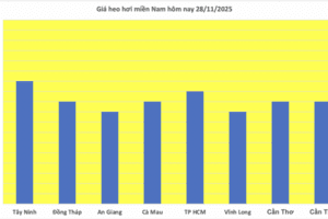 Giá heo hơi hôm nay 28/11/2025: