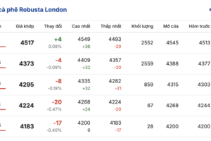 Giá cà phê hôm nay 28/11/2025: Giảm nhẹ 500 - 800 đồng/kg