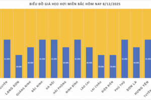 Giá heo hơi hôm nay 8/12/2025: Kéo dài đà tăng
