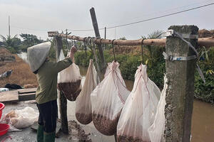 Công nghệ bảo quản rươi giúp HTX An Thanh phá vỡ mùa vụ tăng giá trị nông sản hữu cơ