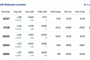 Giá cà phê hôm nay 10/12/2025: Giảm sâu
