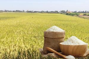 Giá lúa gạo hôm nay ngày 11/12: Thị trường trầm lắng