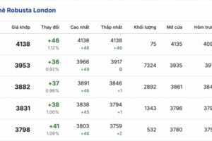 Giá cà phê hôm nay 14/1/2026: Giảm nhẹ ở Lâm Đồng