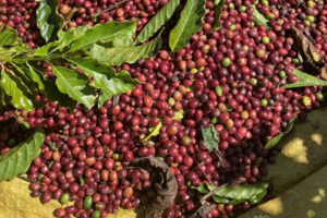 Giá cà phê hôm nay 4/2/2026: Đảo chiều giảm mạnh