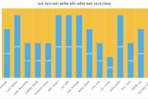 Giá heo hơi hôm nay 10/3/2026: Giảm đồng loạt tại miền Trung
