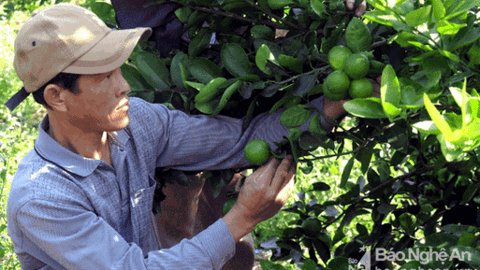 Trồng chanh không hạt trái vụ trên đất xấu, nông dân Nghệ An thu lãi 50 triệu/ha