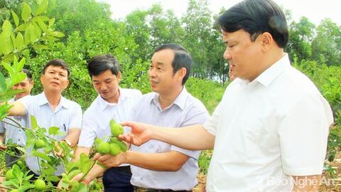 Đô Lương đẩy mạnh ứng dụng công nghệ cao trong nông nghiệp