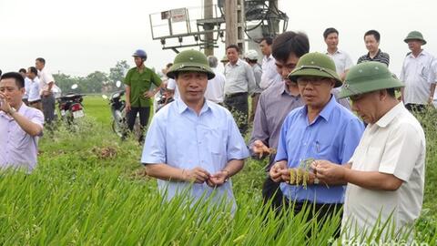 Sản xuất lúa giống ở Yên Thành tăng giá trị 15%