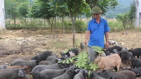 Lợn đen bản địa tăng giá mạnh