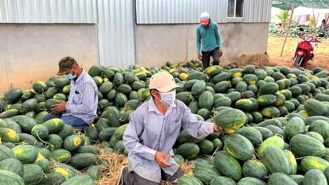 Nông dân trồng dưa hấu gặp khó do giá cả bấp bênh