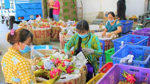 Thanh long tăng giá trở lại