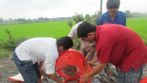 Người nuôi tôm gặp khó do ảnh hưởng bởi dịch Covid-19