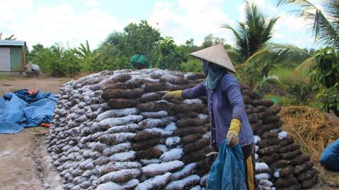 Long An: Giá khoai mỡ tăng, nông dân phấn khởi