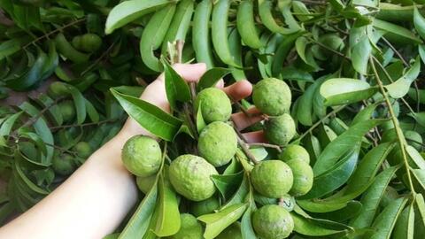 22 tấn quả sấu đông lạnh xuất khẩu sang Úc