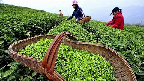 Thị phần chè của Việt Nam tại Australia tăng