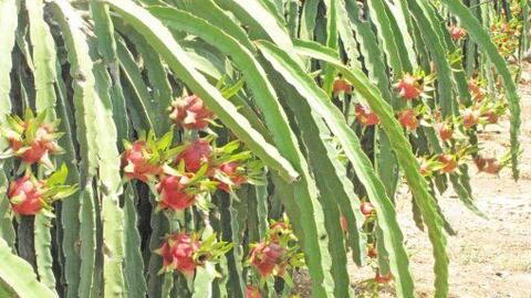 Không bắt buộc cơ sở thu mua thanh long hoạt động ở Châu Thành phải thực hiện "3 tại chỗ"