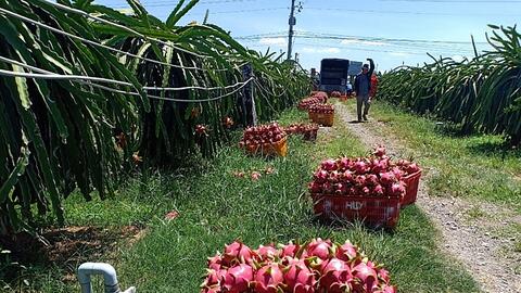 Chuyển mạnh xuất khẩu thanh long sang chính ngạch