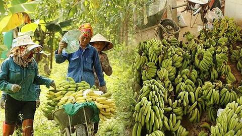 Lào Cai lên kế hoạch khẩn cấp để... cứu chuối
