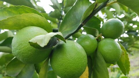 Điều kiện để vùng lúa, thanh long, chanh 'đạt tiêu chuẩn xuất khẩu' được hỗ trợ