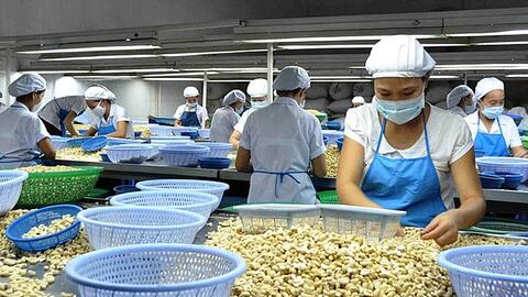 Cạnh tranh gay gắt, thị phần hạt điều Việt Nam tại Hoa Kỳ vẫn chiếm 89,26%