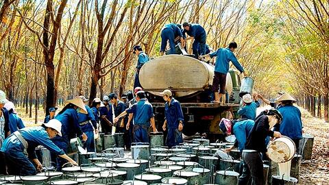 Ngành công nghiệp cao su của Việt Nam tiến tới đáp ứng các tiêu chuẩn toàn cầu