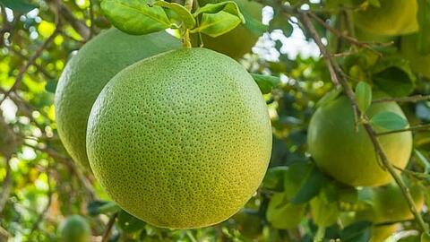 EU cảnh báo đối với hai sản phẩm xuất khẩu của Việt Nam