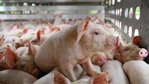 Kiểm soát nhập khẩu thịt để giảm áp lực thị trường chăn nuôi trong nước