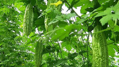 Xuất khẩu nông, thủy sản sang EU: Doanh nghiệp cần nắm vững quy định của thị trường