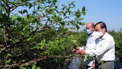 Gỡ khó cho mai vàng Tân Tây