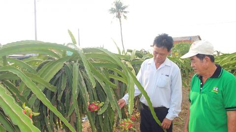 Cần có chiến lược phát triển cho cây thanh long