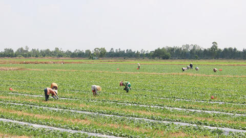 Nông dân tích cực chăm sóc dưa hấu phục vụ thị trường tết