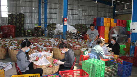 Giá thanh long tăng cao trong mùa hạn, mặn