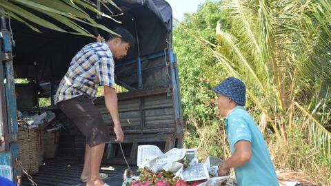 Giá thanh long nghịch vụ tăng cao, nhà vườn miên Tây phấn khởi