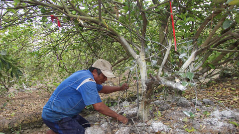 Tập trung khôi phục các vườn cây ăn trái sau hạn, mặn