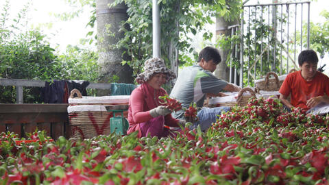 Phát triển vùng trồng thanh long chất lượng cao