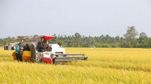 Giá lúa gạo hôm nay ngày 3/7: Lúa tươi tiếp đà tăng