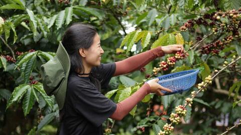 Giá cà phê hôm nay 4/8/2025: Trong nước đi ngang, ít biến động