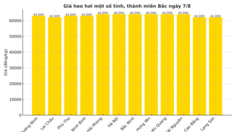 Giá heo hơi hôm nay 7/8/2025: Khu vực miền Nam kéo dài chuỗi tăng