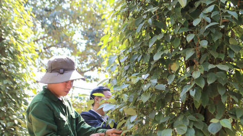 Giá tiêu hôm nay 20/8/2025: Trong nước ổn định