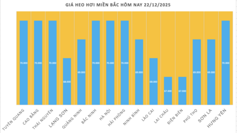 Giá heo hơi hôm nay 22/12/2025: Tiếp đà tăng, đạt đỉnh mới