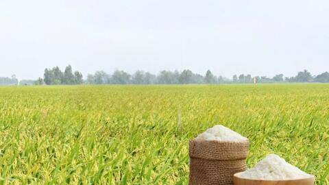 Giá lúa gạo hôm nay ngày 22/5/2026: Gạo xuất khẩu  tăng
