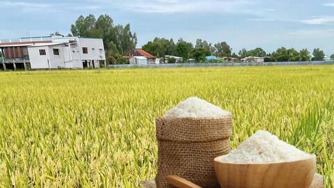 Giá lúa gạo hôm nay ngày 4/6/2026: Gạo thơm Jasmine tăng 1.000 đồng/kg