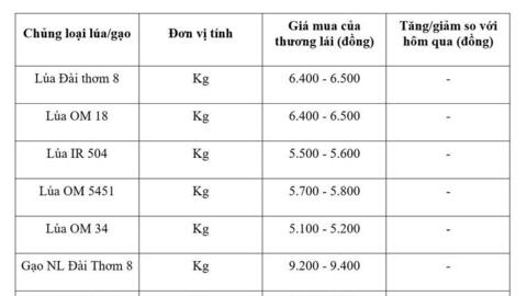 Giá lúa gạo hôm nay ngày 11/6/2026: Gạo nguyên liệu xuất khẩu giảm