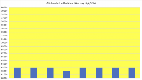 Giá heo hơi hôm nay 16/6/2026: Giảm rải rác tại miền Trung, miền Nam