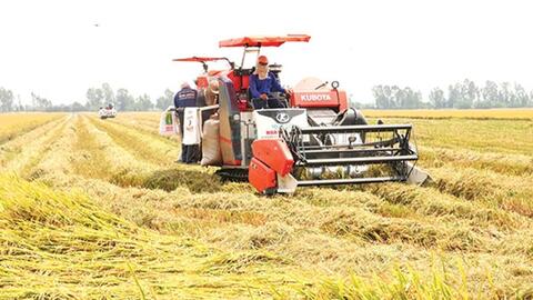 Xuất khẩu gạo đón cơ hội từ nhu cầu nhập khẩu gia tăng
