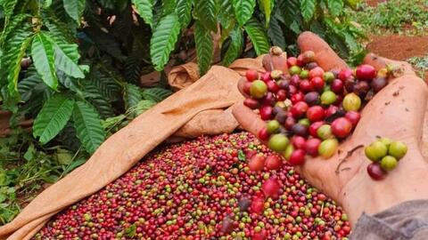 Giá cà phê hôm nay 26/6/2026: Dao động từ 89.000 - 89.400 đồng/kg