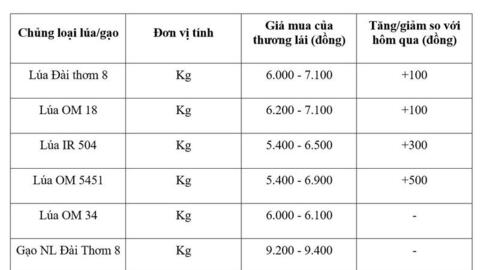 Giá lúa gạo hôm nay ngày 31/7/2026: Lúa tươi đồng loạt tăng