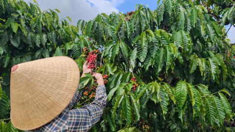 Giá cà phê hôm nay 13/8/2026: Giảm nhẹ 500 đồng/kg