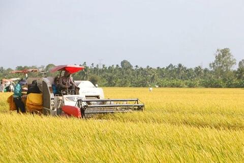 Giá lúa gạo hôm nay ngày 3/7: Lúa tươi tiếp đà tăng