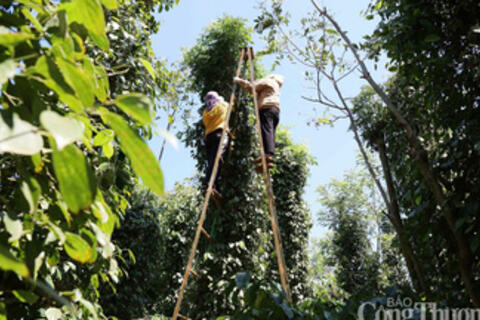 Giá tiêu hôm nay 29/9/2025: Trong nước "bất động"